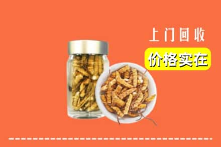 江华县回收散虫草